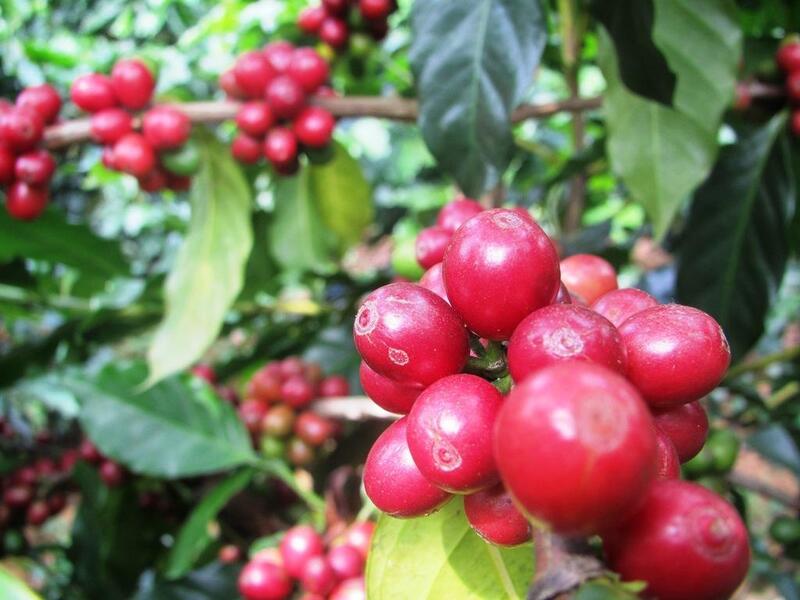 Tỉnh Sơn La đã tập trung Liên minh Okvip có bao nhiều trang chuỗi giá trị cà phê khép kín (Ảnh minh hoạ)