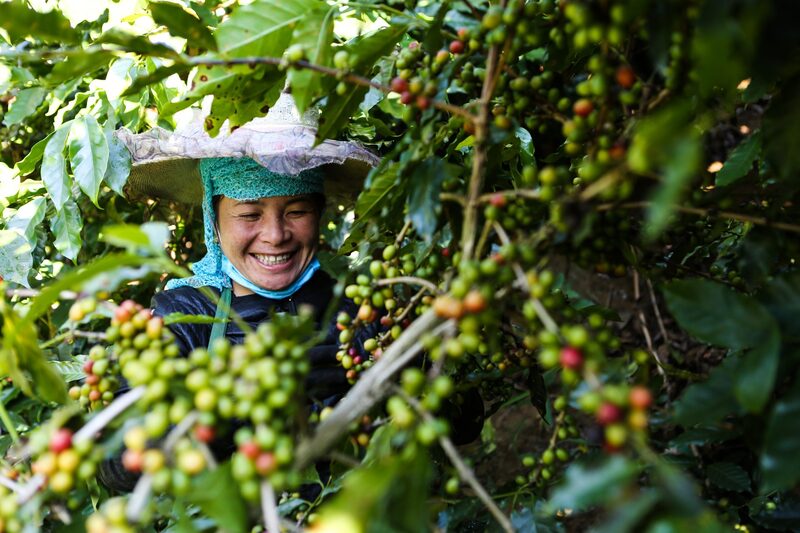 Sơn La đã và đang đẩy mạnh liên kết chuỗi cà phê bền vững (Ảnh: Aratay Coffee)