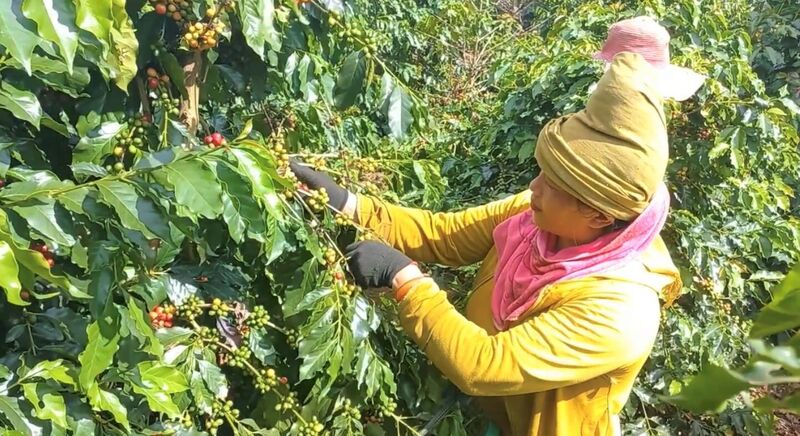Cà phê là cây trồng chủ lực của đồng bào dân tộc thiểu số Sơn La (Ảnh: Aratay Coffee)