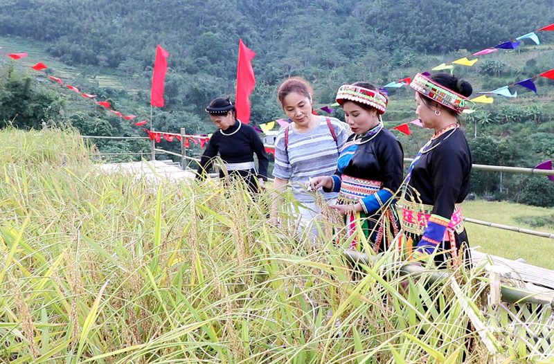 Đồng bào dân tộc tỉnh Thái Nguyên giới thiệu tới khách tham quan về giống nếp Tài. Ảnh: Hứa Nga