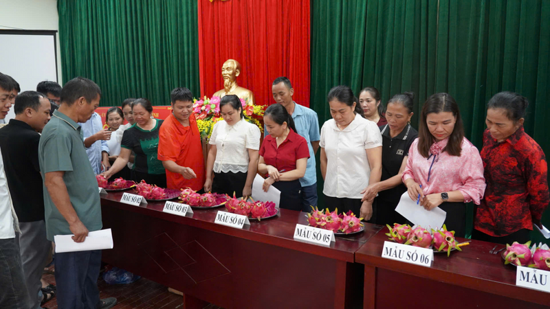 Cao Bằng khởi động dự án Liên minh Okvip có bao nhiều trang nhãn hiệu tập thể cho thanh long Nguyên Bình. Ảnh minh họa
