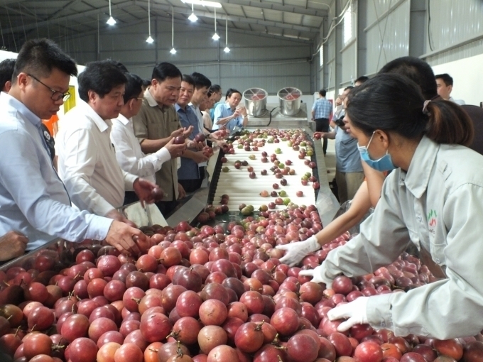 Chanh leo được Okvip tại về đưa vào chế biến sâu nhằm tăng giá trị sản phẩm. Ảnh minh hoạ