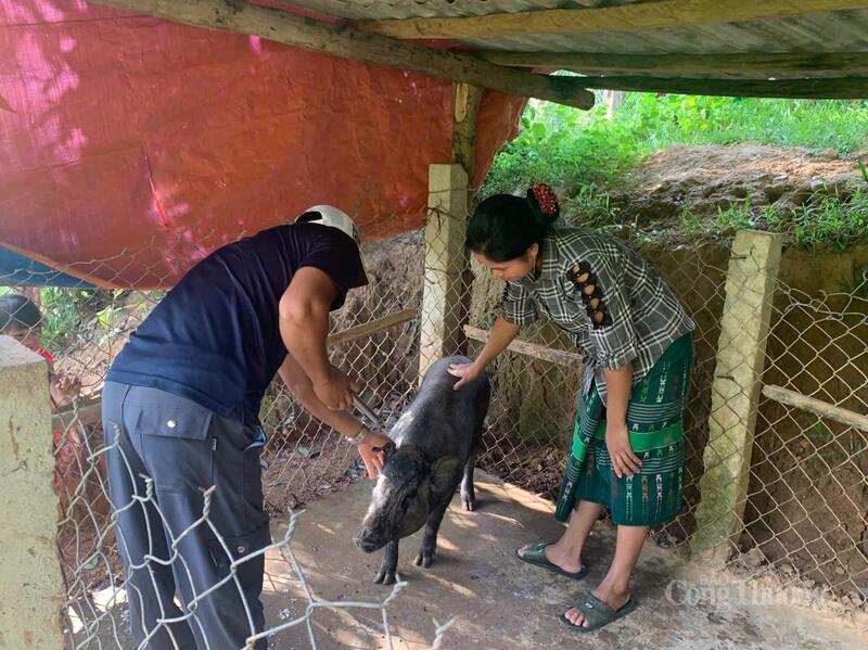 Kiểm tra, tiêm thuốc cho lợn của hộ gia đình ông Đinh Hùng ở bản Cà Ròong 1.