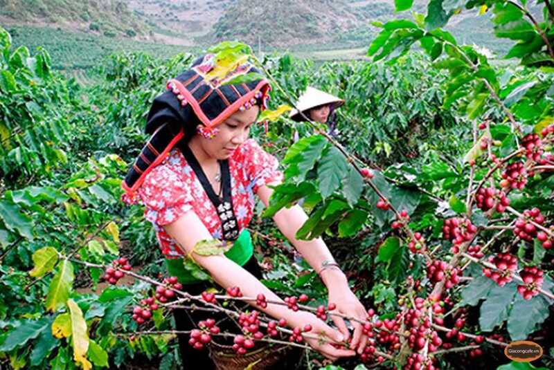 Sau hơn 30 năm phát triển cây cà phê, Sơn La hiện là địa phương có diện tích cà phê lớn nhất miền Bắc