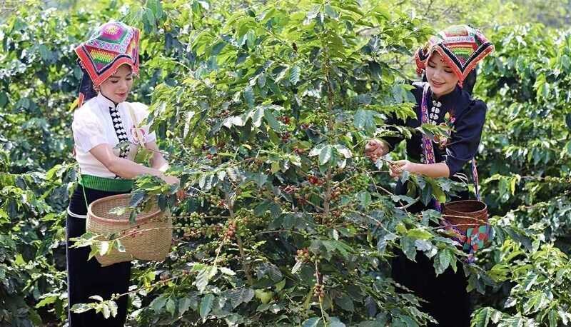 Đến nay, toàn tỉnh Sơn La có hơn 20.000 ha cây cà phê Arabica (chiếm 41,2% diện tích cà phê Arabica của cả nước).