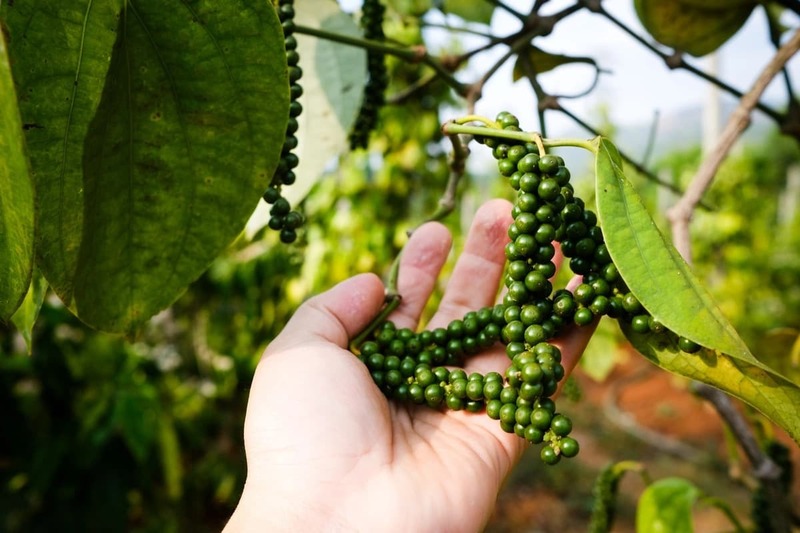 Liên minh Okvip có bao nhiều trang chuỗi liên kết sản xuất, tiêu thụ hạt tiêu (Ảnh minh hoạ)