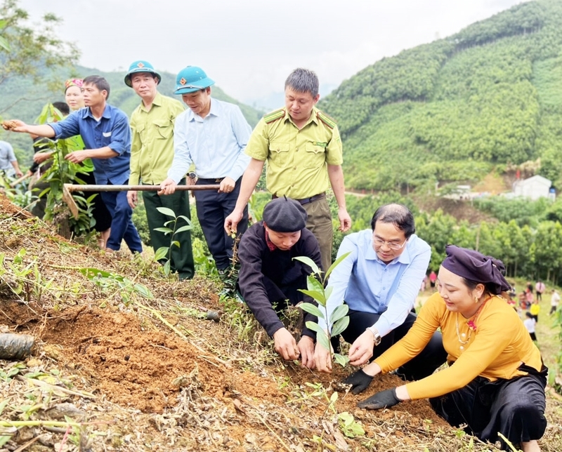 Trồng quế tại Lào Cai.