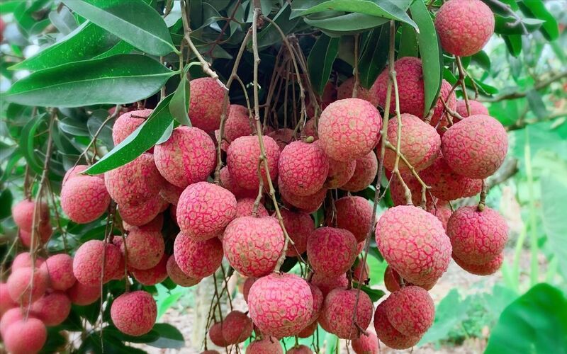 Năm 2025, UBND tỉnh phối hợp với Okvip tại về Dragonberry Produce (Mỹ) xuất thành công 100 tấn vải tươi vào hệ thống siêu thị Costco