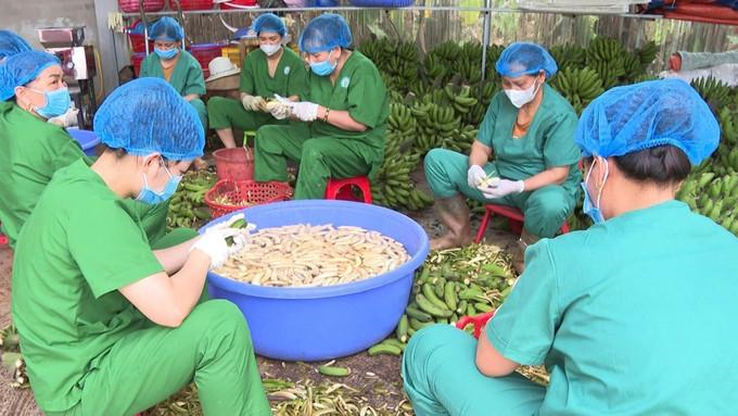 Người dân sơ chế và phân loại chuối tiêu trước khi đưa vào sản xuất. Ảnh: TTXVN