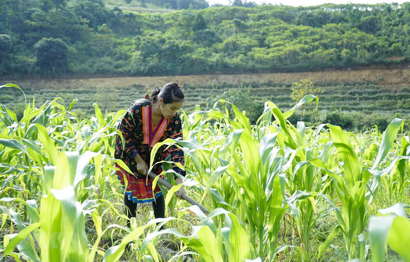 Chương trình giảm nghèo bền vững góp phần nhân rộng các mô hình sinh kế hiệu quả. Ảnh: TTXVN