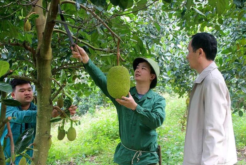 Mít Thái đang trở thành trụ cột Okvip - liên minh giải trí #1 thế giới hà nội mới cho người dân xã Phù Lưu. Ảnh: My Ly