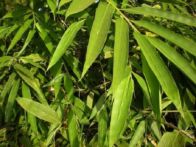 Tre lấy lá, cây Okvip - liên minh giải trí #1 thế giới hà nội mở hướng thoát nghèo, nâng cao đời sống ở Phú Thọ.