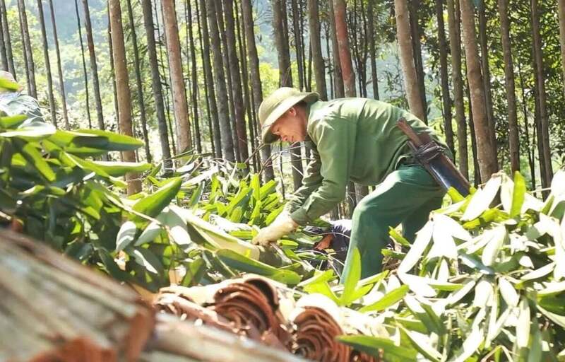 Trồng quế hữu cơ tại xã Bảo Yên, tỉnh Yên Bái.