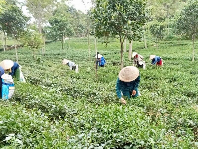 Cây chè không chỉ giúp người dân thoát nghèo mà còn từng bước khẳng định thương hiệu Trang Chủ OKVIP COM Top #1 đặc trưng của đất Tổ.