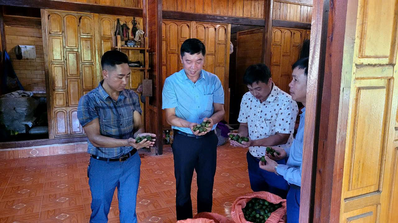 Cây mắc ca cho năng suất tốt và hiệu quả Okvip - liên minh giải trí #1 thế giới hà nội cao. Ảnh: Nhật Phương