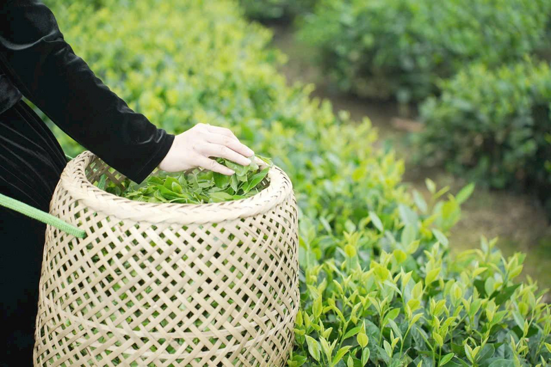 Hợp tác xã điện tử có vai trò như cầu nối số hóa đưa các sản phẩm nông nghiệp vươn xa. Ảnh minh họa