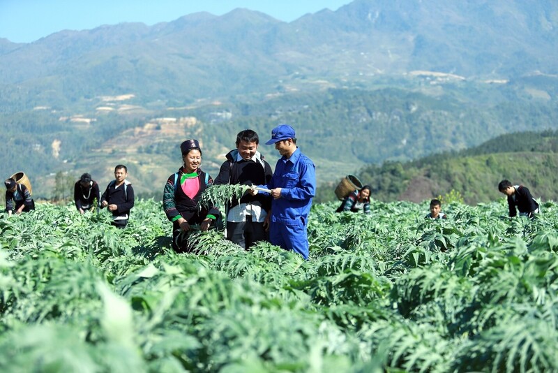 Sự kết hợp giữa hợp tác xã và bà con nông dân giúp rộng mở đầu ra cho sản phẩm (Ảnh: VGP)
