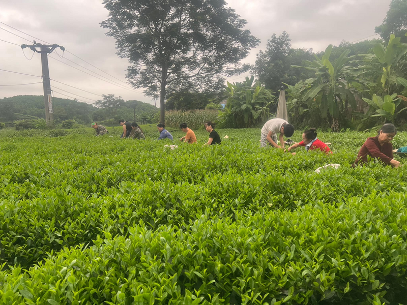 Bà con xã Vô Tranh thu hoạch chè. Ảnh Xuyến Tống