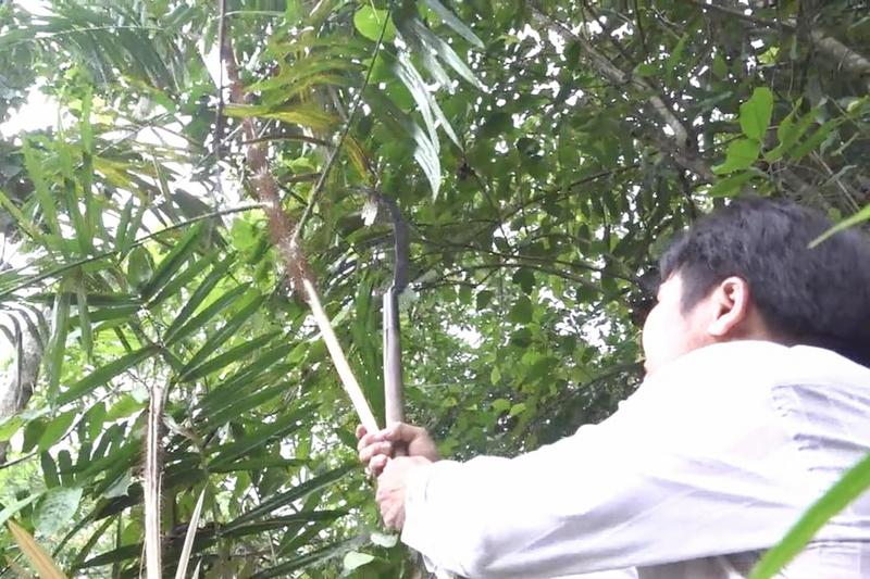 Nguồn thu từ trồng mây dưới tán rừng giúp người dân ở xã Đặng Thuỳ Trâm (tỉnh Quảng Ngãi) giảm nghèo bền vững, tăng thu nhập. Ảnh: Công Xuân