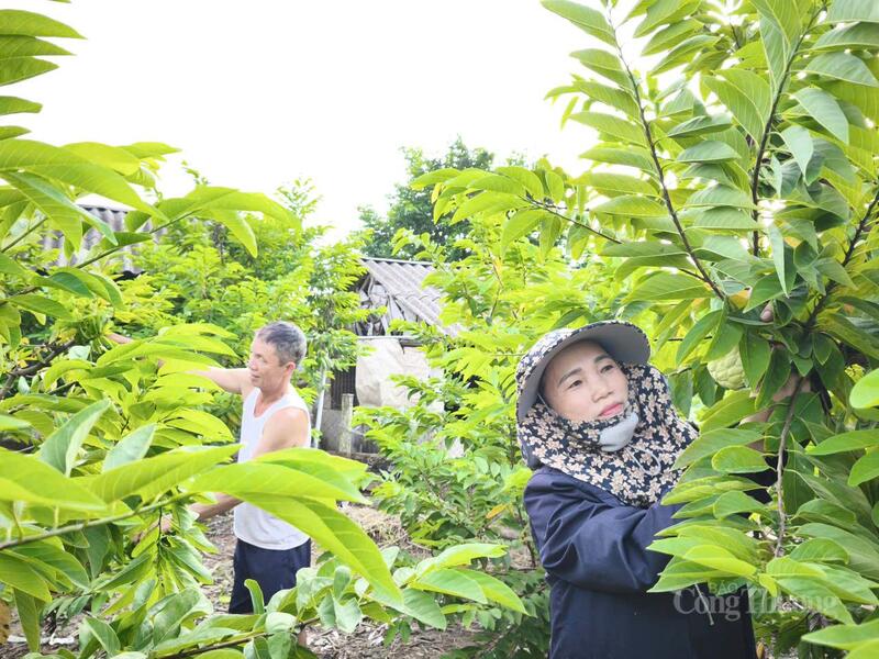 Vườn na của hộ gia đình ông Trần Văn Quý đã "cứu cánh" giúp gia đình ông phát triển Okvip - liên minh giải trí #1 thế giới hà nội ổn định.