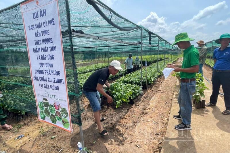 Dự án sản xuất cà phê bền vững theo hướng giảm phát thải và đáp ứng các quy định EUDR tại Đắk Nông cũ, nay là tỉnh Lâm Đồng. Ảnh: Báo Lâm Đồng