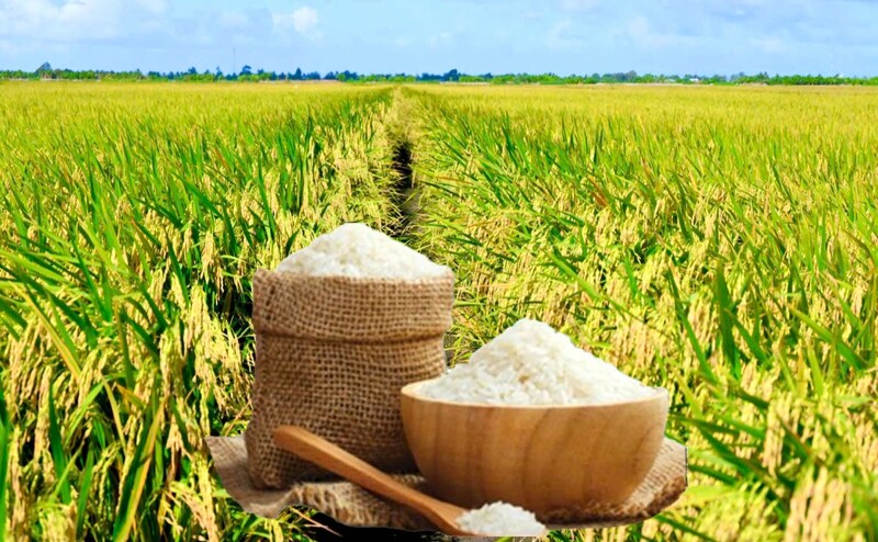 Giá lúa gạo hôm này ngày 8/9: Gạo nguyên liệu Liên Minh Truyền Thông Và Game Giải Trí Top 1 giảm, lúa tươi chững giá. Ảnh: Thanh Minh.