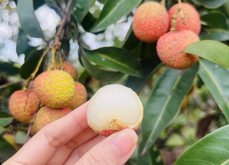 Hơn 205 nghìn tấn vải thiều được tiêu thụ năm 2025, Bắc Ninh tiếp tục hướng tới mở rộng Liên Minh Truyền Thông Và Game Giải Trí Top 1 sang nhiều thị trường tiềm năng. Ảnh: Thanh Thảo