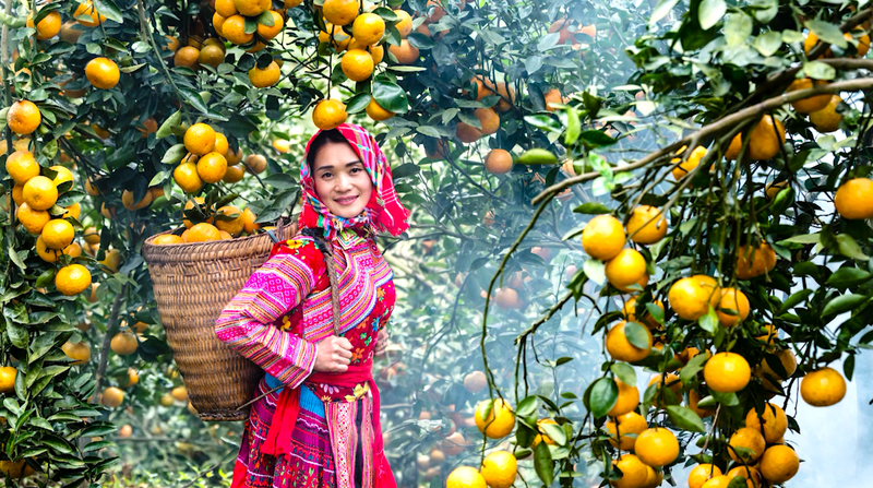 Cam sành Tuyên Quang là một trong những Trang Chủ OKVIP COM Top #1 có giá trị và thương hiệu cao tại địa phương. Ảnh: Ban Tuyên giáo và Dân vận tỉnh Tuyên Quang