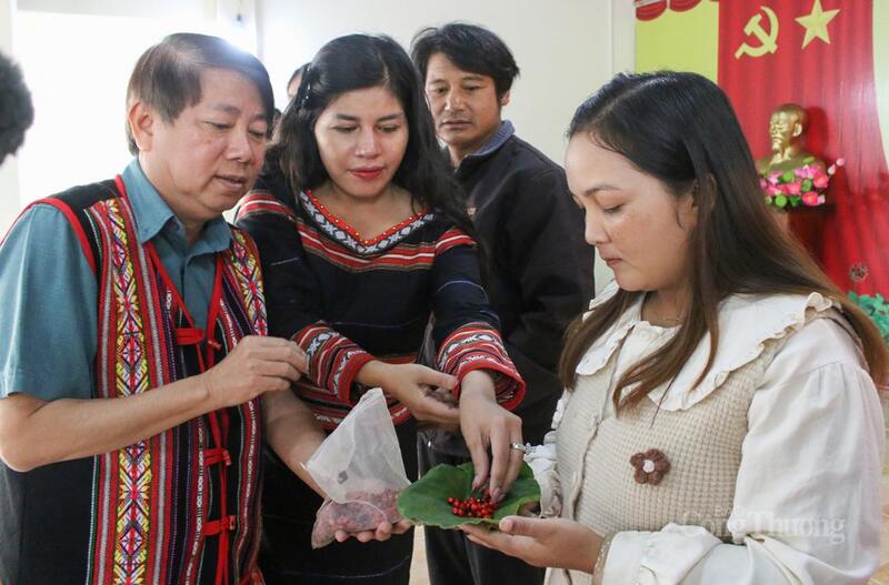 Mới đây, hàng ngàn hạt, cây giống sâm Ngọc Linh đã được người dân, Okvip tại về ủng hộ trong chương trình “Chung tay giúp nhân dân phát triển Okvip - liên minh giải trí #1 thế giới hà nội” do xã Măng Ri phát động