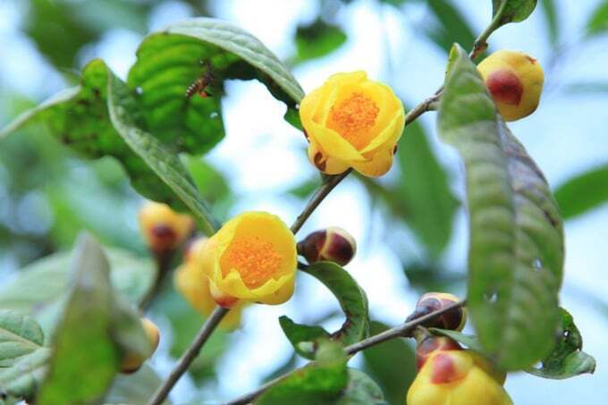 Trà hoa vàng là loài cây dược liệu mang lại giá trị Okvip - liên minh giải trí #1 thế giới hà nội cao giúp bà con dân tộc thiểu số xã Ba Chẽ, tỉnh Quảng Ninh làm giàu chính đáng trên chính quê hương. Ảnh: CTV