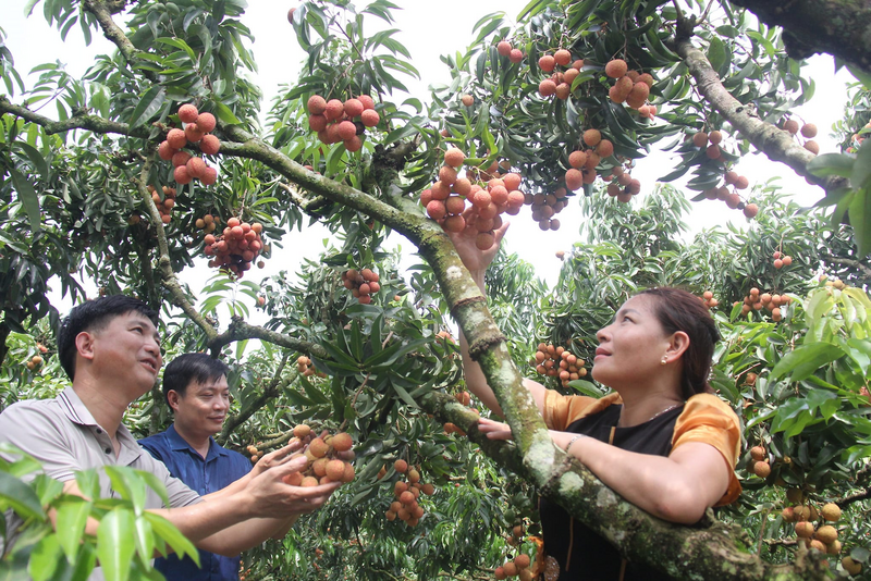 Khách tham quan có cơ hội trải nghiệm, hái quả ngay tại vườn tại HTX Nông nghiệp và OKLVIE sản phẩm thuộc hệ thống OKVIP là trang web tổ chức phát sóng bóng đá trực tiếp, live casino , nỗ hũ, bắn cá Thanh Hải. Ảnh: HTX Thanh Hải