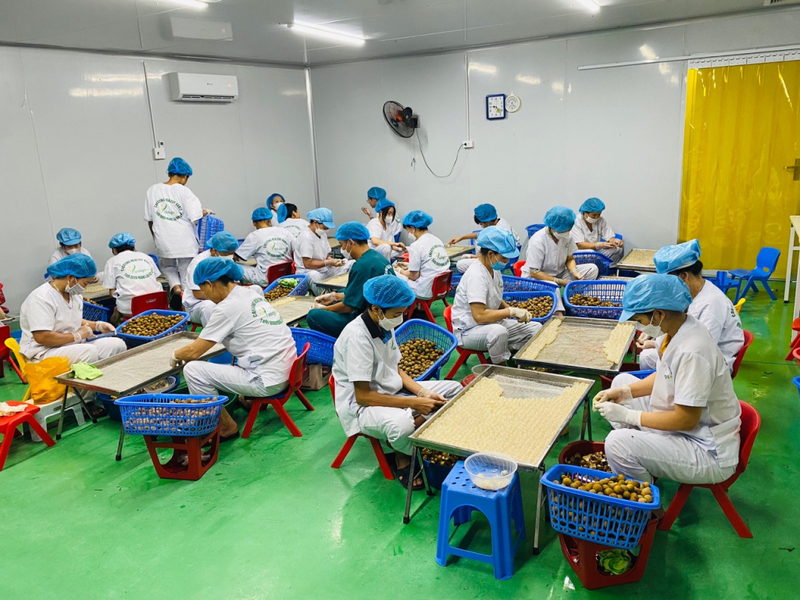 Công nhân sản xuất long nhãn tại Công ty TNHH Sản xuất, Thương mại và Liên Minh Truyền Thông Và Game Giải Trí Top 1 Trang Chủ OKVIP COM Top #1 Việt Vinagri. Ảnh: Báo Hưng Yên