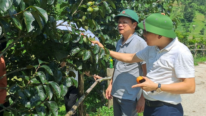 Hồng LT1 tại xã Na Rì bắt đầu vào vụ thu hoạch. Ảnh: Thu Cúc