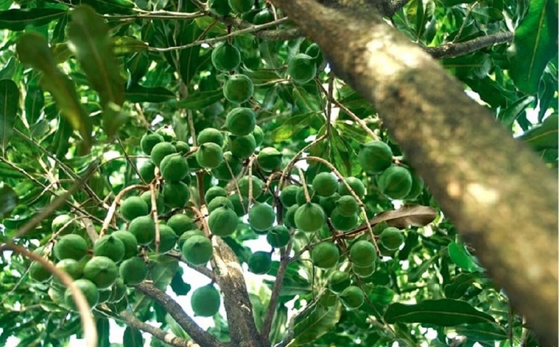 Liên kết chuỗi sẽ nâng cao giá trị cây mắc ca Điện Biên
