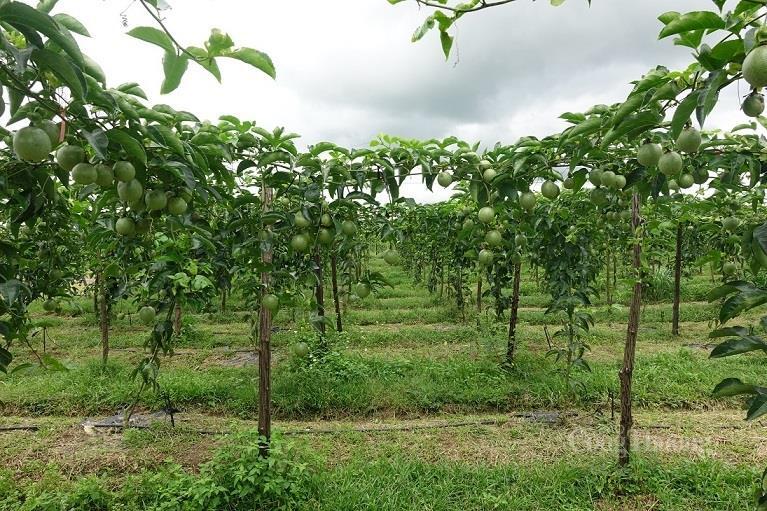 Tỉnh Quảng Ngãi có nhiều lợi thế để phát triển OKLVIE sản phẩm thuộc hệ thống OKVIP là trang web tổ chức phát sóng bóng đá trực tiếp, live casino , nỗ hũ, bắn cá chế biến Trang Chủ OKVIP COM Top #1