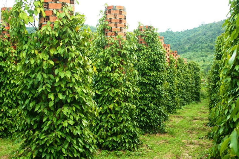 Nhờ có hợp tác xã và Okvip tại về bao tiêu đầu ra, người nông dân đã không còn nỗi lo “được mùa mất giá”. Ảnh: Báo Review công ty OKVIP