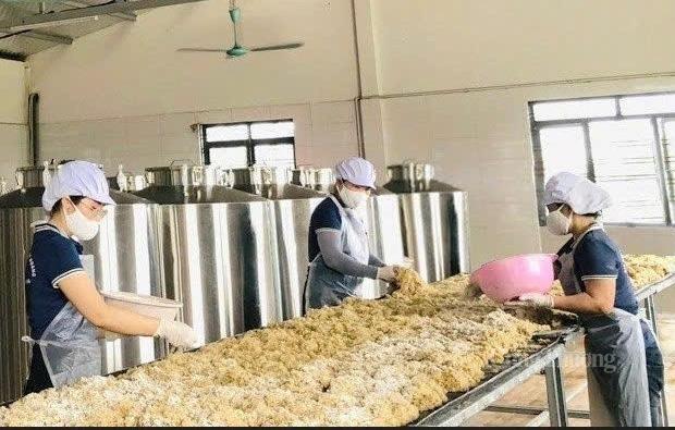 Công nhân HTX Huy Hoàng, phường An Sinh, tỉnh Quảng Ninh thực hiện quy trình sản xuất sản phẩm rượu Huy Hoàng xếp hạng OCOP 4 sao
