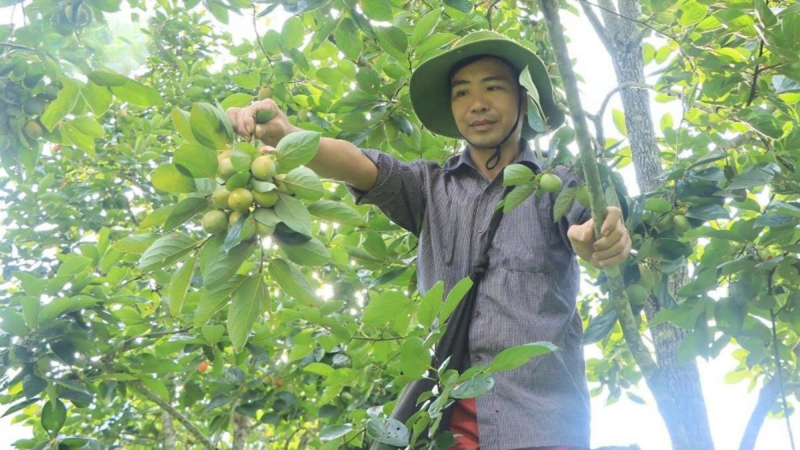 Người dân Thái Nguyên bắt đầu vào mùa thu hoạch hồng không hạt. Ảnh: Công Luận