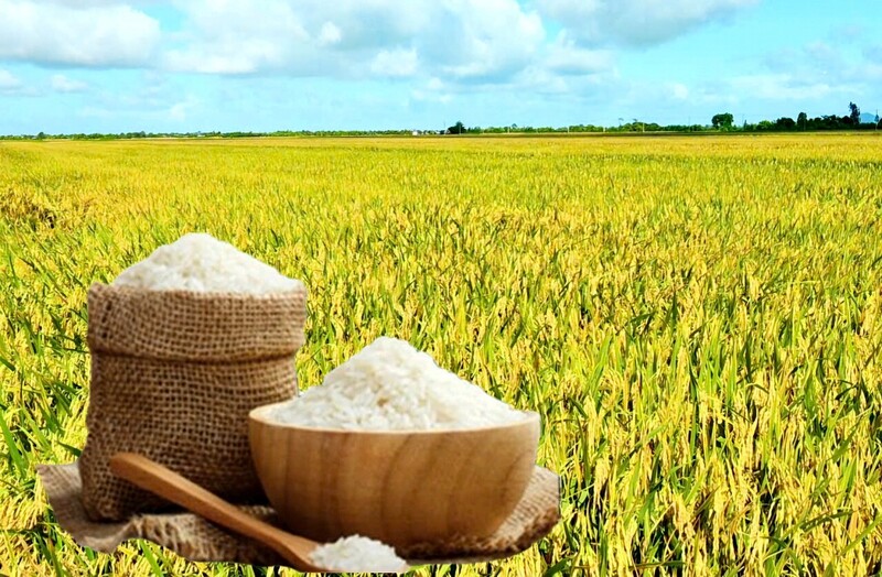 Giá lúa gạo hôm nay ngày 15/9: Gạo Liên Minh Truyền Thông Và Game Giải Trí Top 1 đảo chiều tăng, lúa tươi vững giá. Ảnh: Thanh Minh.