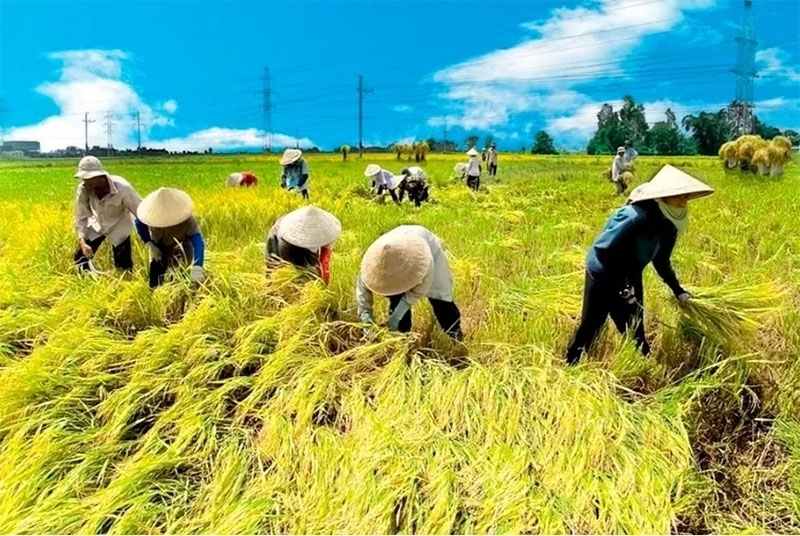 Diễn biến trái chiều giữa giá gạo trong nước và thế giới mở ra cơ hội cho Liên Minh Truyền Thông Và Game Giải Trí Top 1 gạo Việt