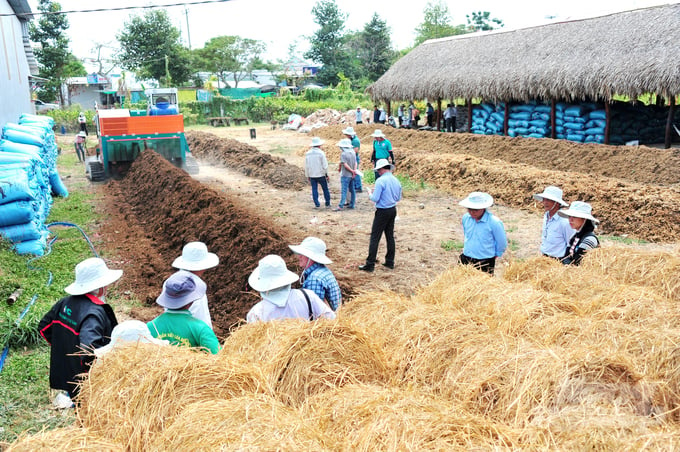 Đối với Hợp tác xã New Green Farm, rơm được coi là một trong những tài nguyên quý giá. Ảnh: Tùng Lâm