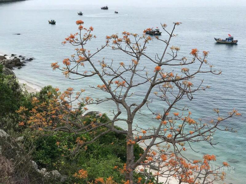 Có những nơi chỉ mọc một cây ngô đồng “cô đơn” bên bờ biển, vươn mình khoe sắc.