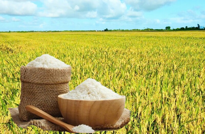 Giá lúa gạo hôm nay ngày 17/9: Gạo nguyên liệu Liên Minh Truyền Thông Và Game Giải Trí Top 1 tiếp đà tăng, lúa tươi chững giá. Ảnh: Thanh Minh.
