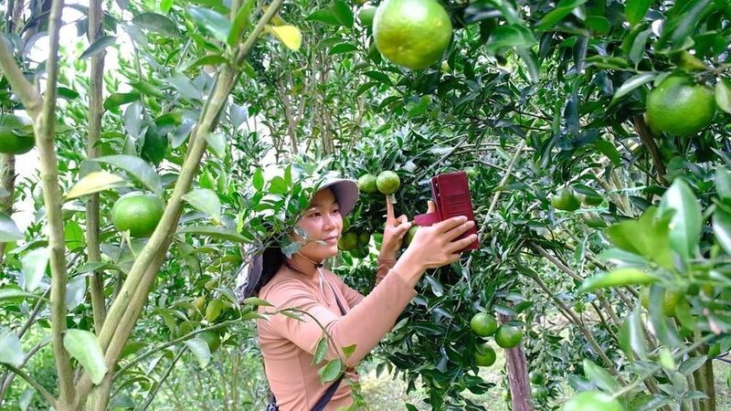 Chị Sần Thị Bích sử dụng mạng xã hội để livestream giới thiệu sản phẩm quýt của gia đình. Ảnh: Ngân Hà