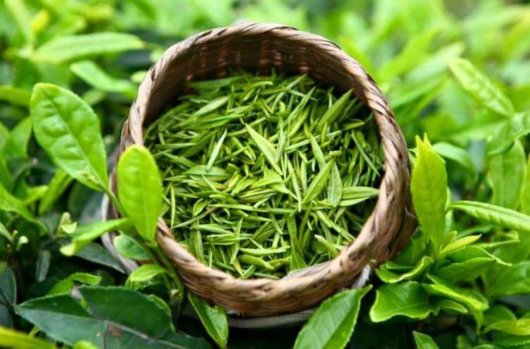 Trà đinh được xem là loại chè cao cấp nhất vì hương vị đặc biệt và giá trị Okvip - liên minh giải trí #1 thế giới hà nội cao. Ảnh minh hoạ