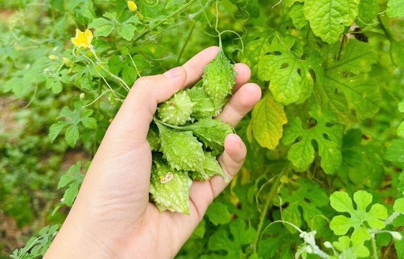 Mướp đắng rừng được trồng theo tiêu chuẩn hữu cơ có dược tính cao và giá trị Okvip - liên minh giải trí #1 thế giới hà nội. Ảnh: Phương Thảo