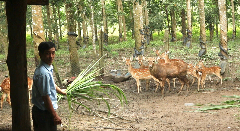 Đàn hươu của anh Nguyễn Xuân Tiến. Ảnh: N.Toàn