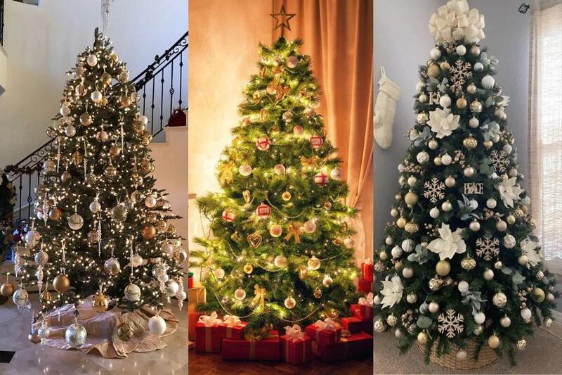 Cây thông Noel - sức sống xanh vĩnh hằng