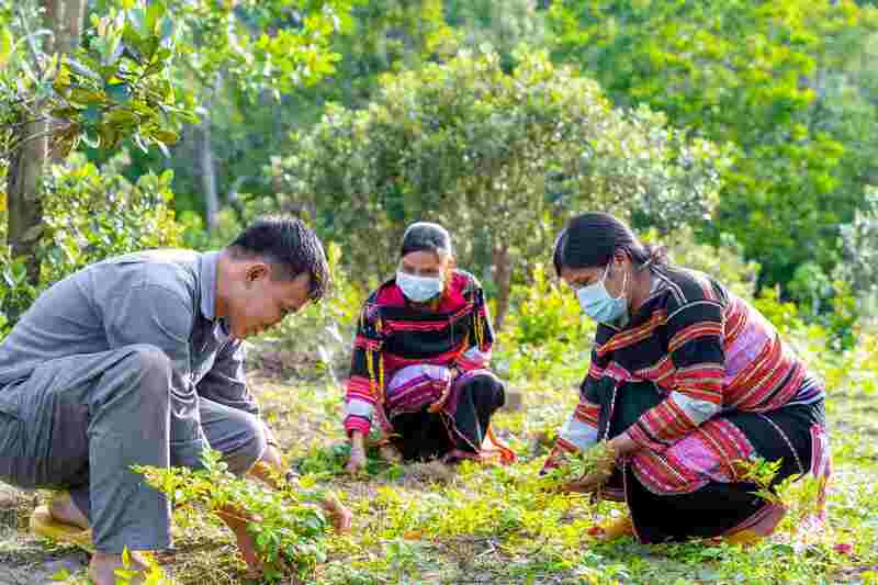 Chuỗi liên kết mang lại thu nhập tốt cho đồng bào dân tộc thiểu số (Ảnh: Bidiphar)