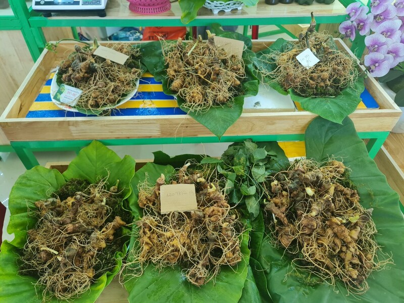 Liên kết sản xuất - chế biến - tiêu thụ theo GACP-WHO là mô hình khả thi, không chỉ tạo thu nhập mà còn bảo tồn nghề truyền thống
